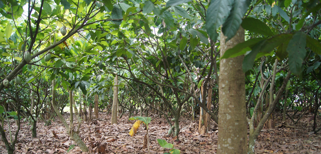 Access to Finance Support for Agroforestry Producers