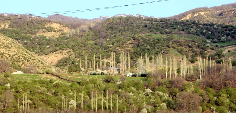 Baseline Study for Pilot Forest Enterprises