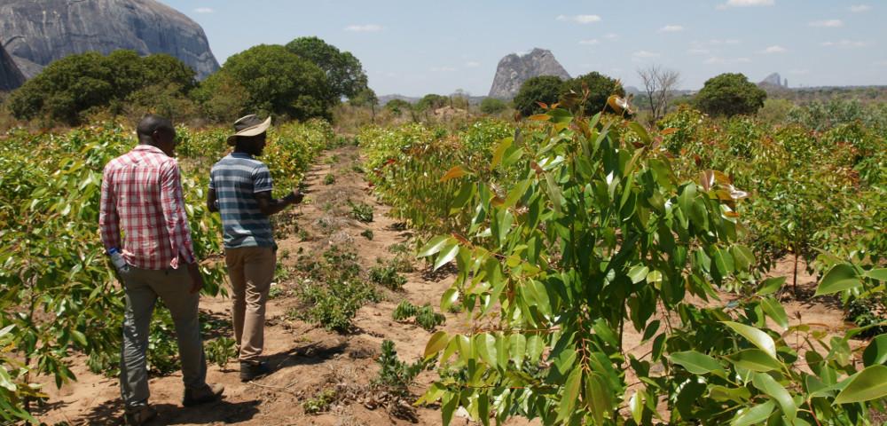 Design of a Planted Forest Promotion Scheme for Multi-Purpose Plantations