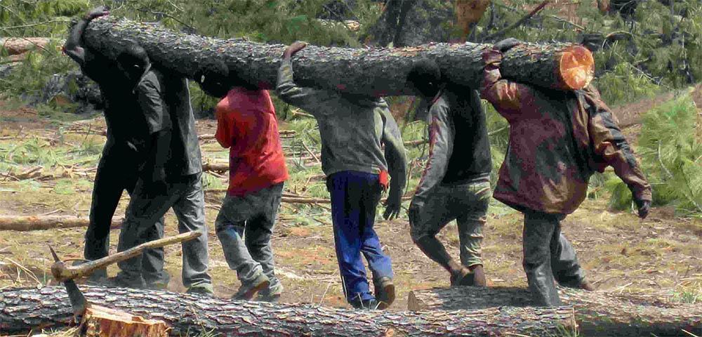 Economic Analysis of REDD+