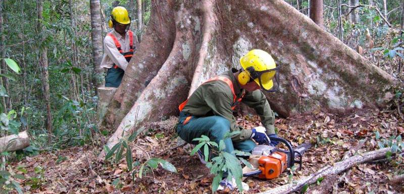 Economic Analysis of State Forest Enterprises