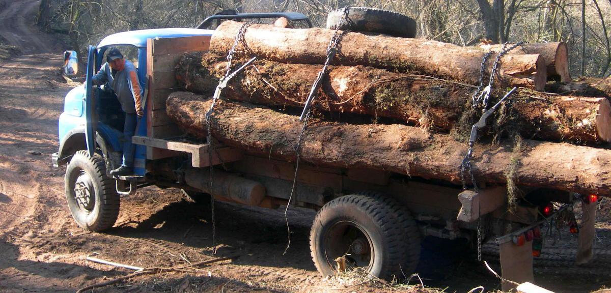 Forest and Wood-Based Industry Cluster