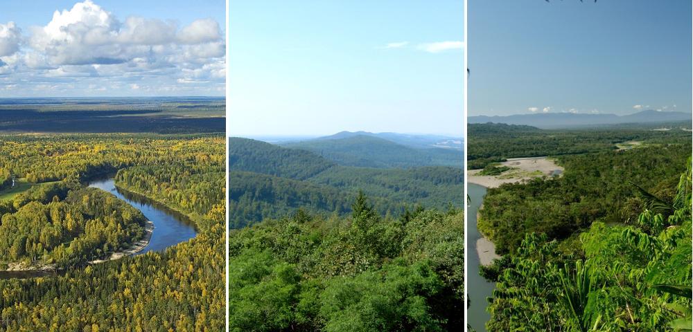 Forest Carbon Monitoring Tool