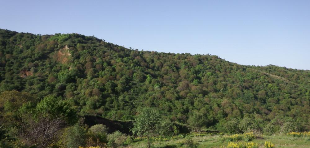 Forest Inventories