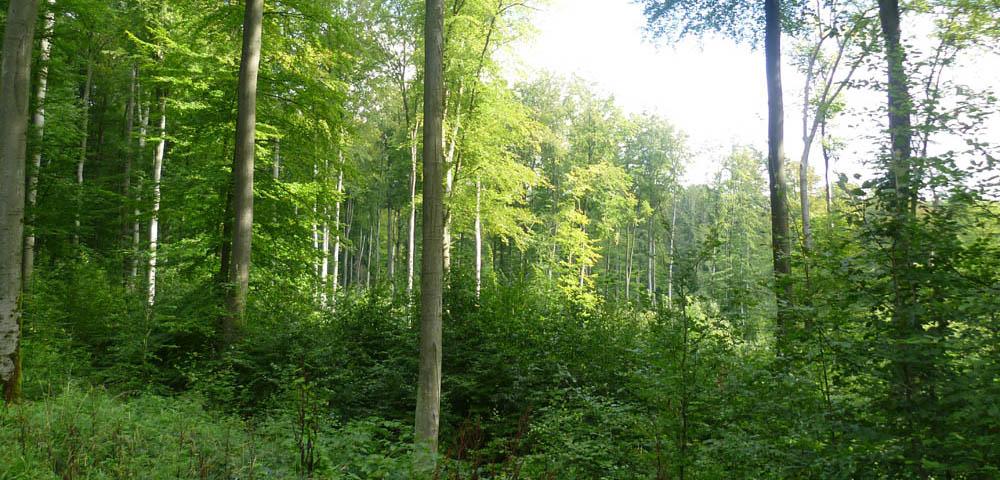 Impacts of the Fauna-Flora-Habitat-Directive