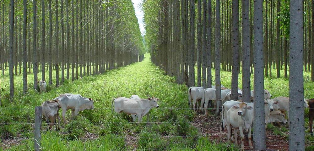 Management of 13,500 ha plantation forests