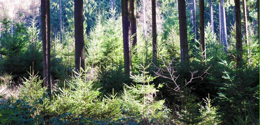 Management Planning of the Mastershausen Municipal Forests