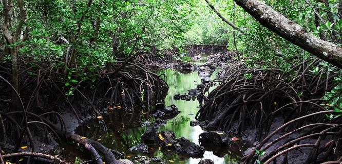 Mangrove Carbon Livelihood Project Development
