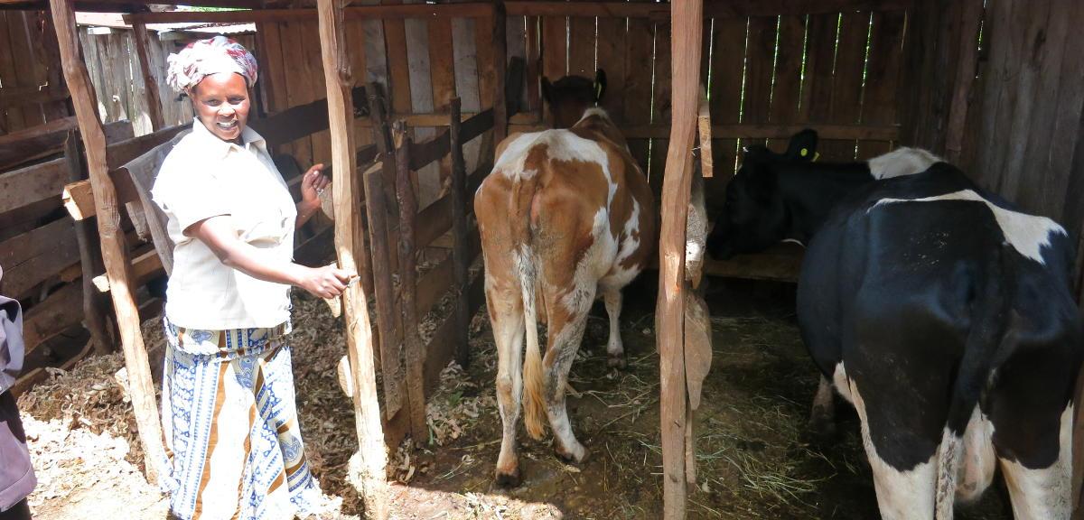 Measuring Dairy Productivity Gains