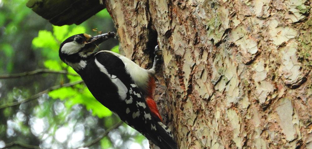 Nature Conservation Programme for Baden-Wuerttemberg