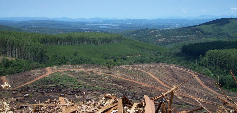 Portfolio Analysis of a Forest Fund