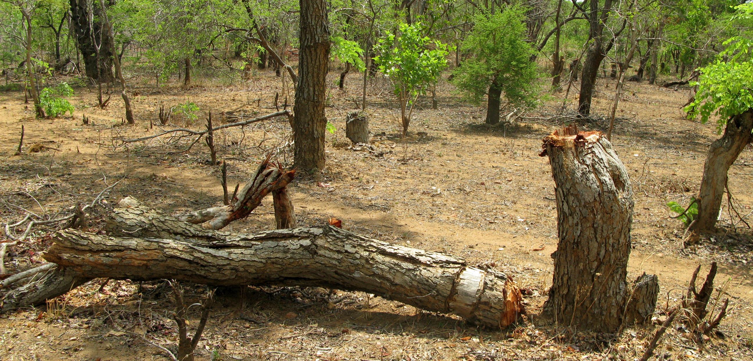 Scoping the opportunities for REDD+ related activities in the Luangwa Valley
