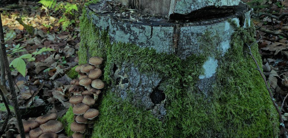 Strategies for Adaptation to Climate Change