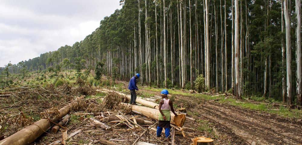 Vendor due diligence of a 70,000 ha forest company